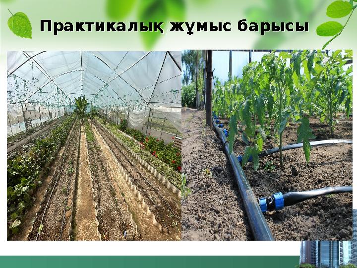 Практикалық жұмыс барысы