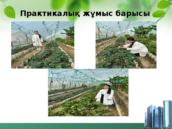 Практикалық жұмыс барысы