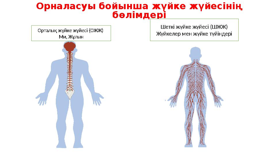Орналасуы бойынша жүйке жүйесінің бөлімдері Орталық жүйке жүйесі (ОЖЖ) Ми, Жұлын Шеткі жүйке жүйесі (ШЖЖ) Жүйкелер мен жүйке т