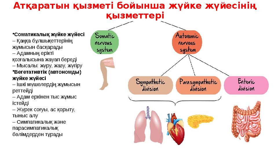 Атқаратын қызметі бойынша жүйке жүйесінің қызметтері •Соматикалық жүйке жүйесі – Қаңқа бұлшықеттерінің жұмысын басқарады – Ада