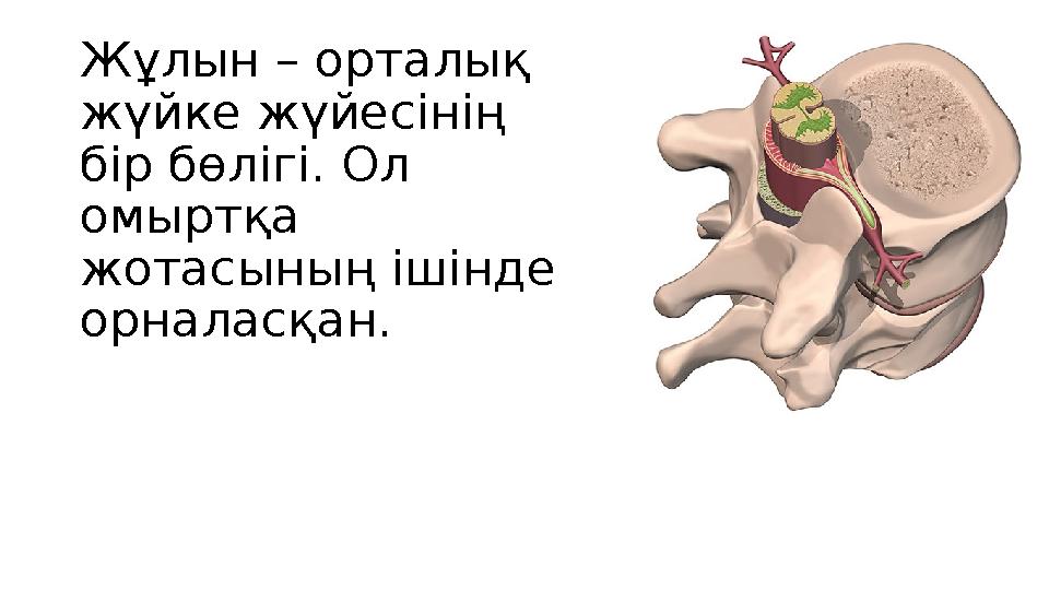 Жұлын – орталық жүйке жүйесінің бір бөлігі. Ол омыртқа жотасының ішінде орналасқан.