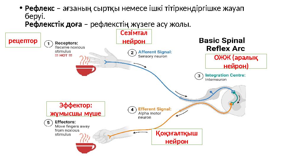 •Рефлекс – ағзаның сыртқы немесе ішкі тітіркендіргішке жауап беруі. Рефлекстік доға – рефлекстің жүзеге асу жолы. рецептор Сезі