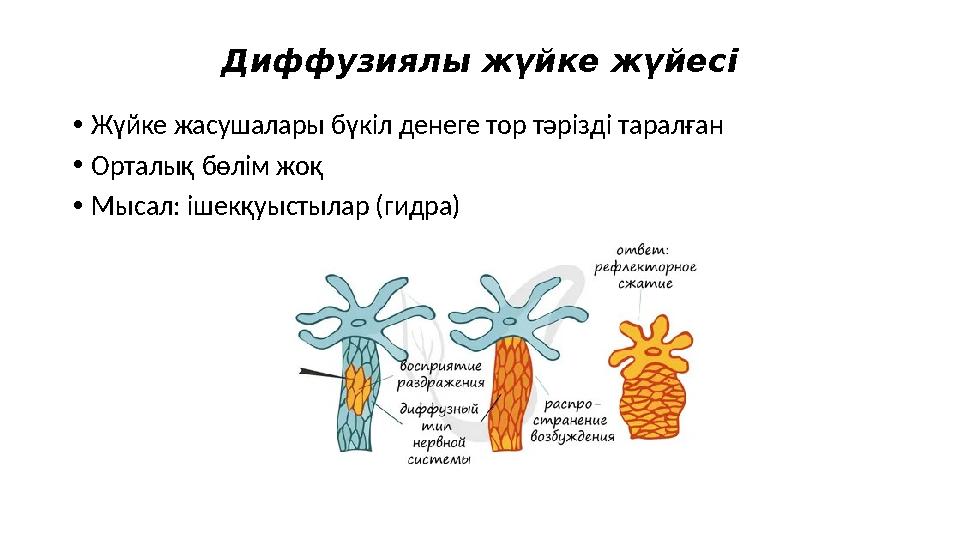 Диффузиялы жүйке жүйесі •Жүйке жасушалары бүкіл денеге тор тәрізді таралған •Орталық бөлім жоқ •Мысал: ішекқуыстылар (гидра)