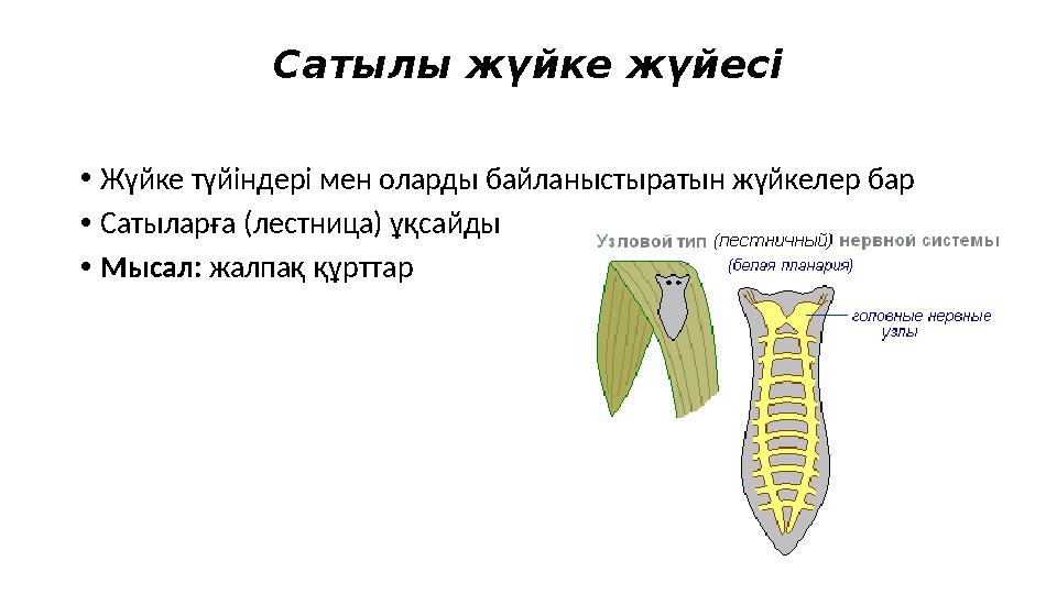 Сатылы жүйке жүйесі •Жүйке түйіндері мен оларды байланыстыратын жүйкелер бар •Сатыларға (лестница) ұқсайды •Мысал: жалпақ құртта