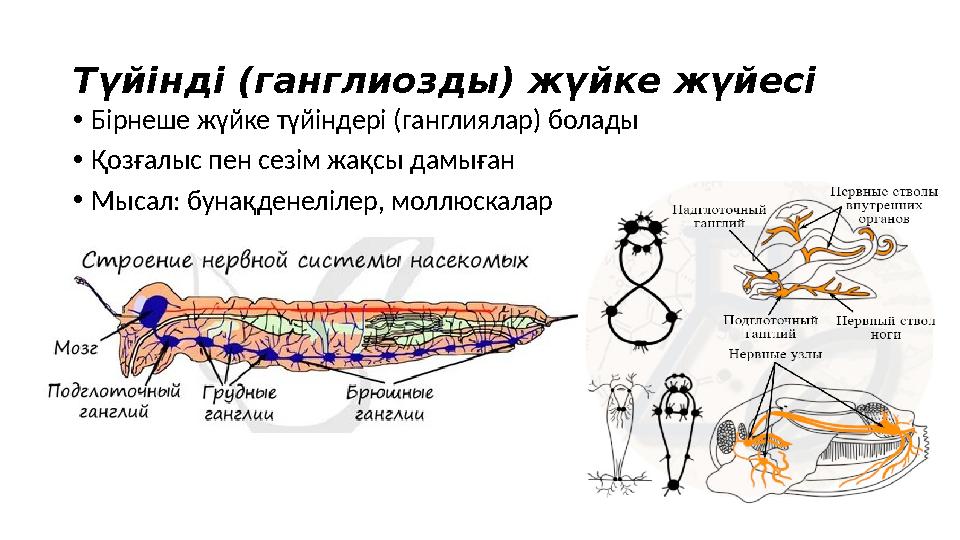 Түйінді (ганглиозды) жүйке жүйесі •Бірнеше жүйке түйіндері (ганглиялар) болады •Қозғалыс пен сезім жақсы дамыған •Мысал: бунақд