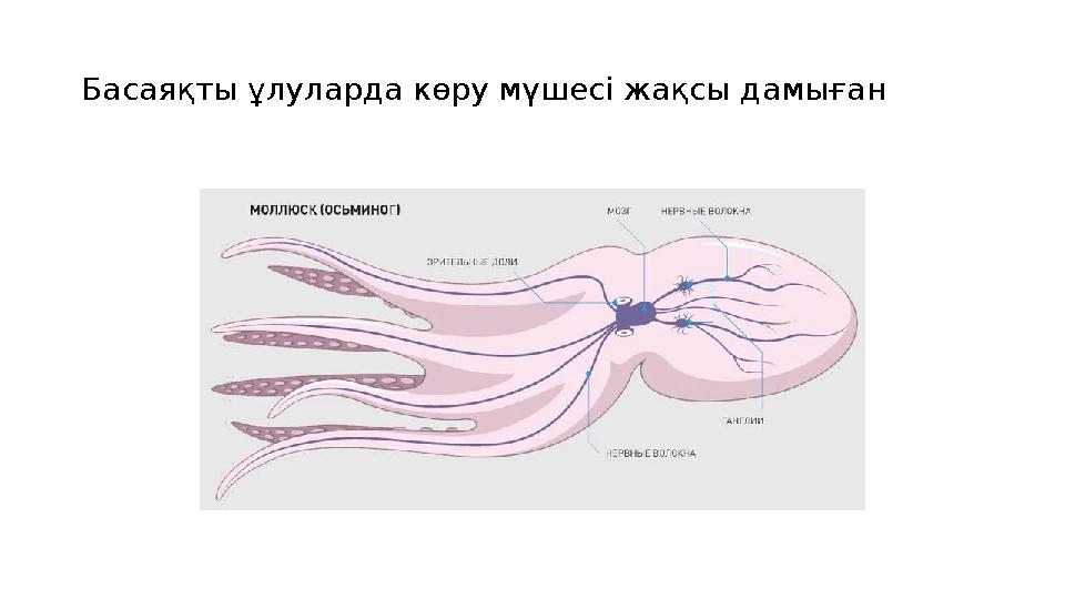 Басаяқты ұлуларда көру мүшесі жақсы дамыған