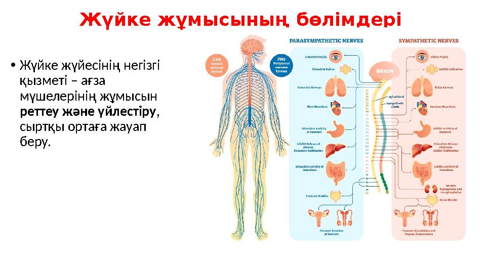 Жүйке жұмысының бөлімдері •Жүйке жүйесінің негізгі қызметі – ағза мүшелерінің жұмысын реттеу және үйлестіру, сыртқы ортаға ж