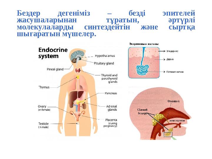Бездер дегеніміз – безді эпителей жасушаларынан тұратын, әртүрлі молекулаларды синтездейтін және сыртқа шығаратын мүшелер.