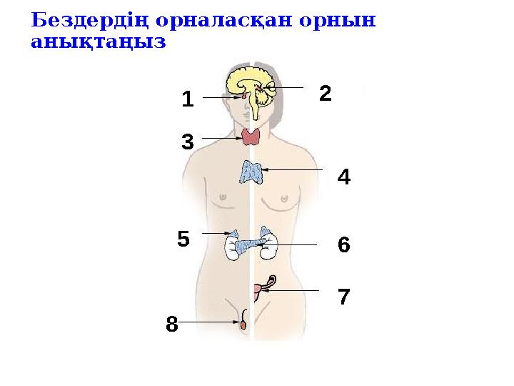 Бездердің орналасқан орнын анықтаңыз 1 2 3 4 5 6 7 8