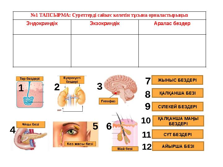 №1 ТАПСЫРМА: Суреттерді сәйкес келетін тұсына орналастырыңыз Эндокриндік Экзокриндік Аралас бездер ЖЫНЫС БЕЗДЕРІ ҚАЛҚА