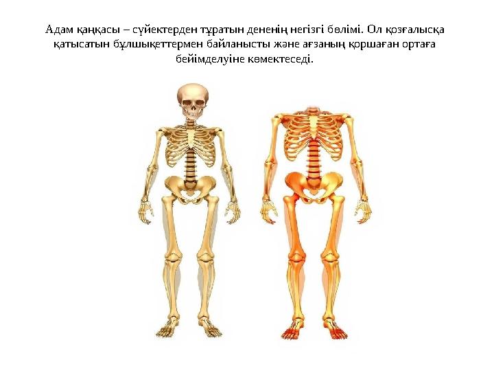 Адам қаңқасы – сүйектерден тұратын дененің негізгі бөлімі. Ол қозғалысқа қатысатын бұлшықеттермен байланысты және ағзаның қорша