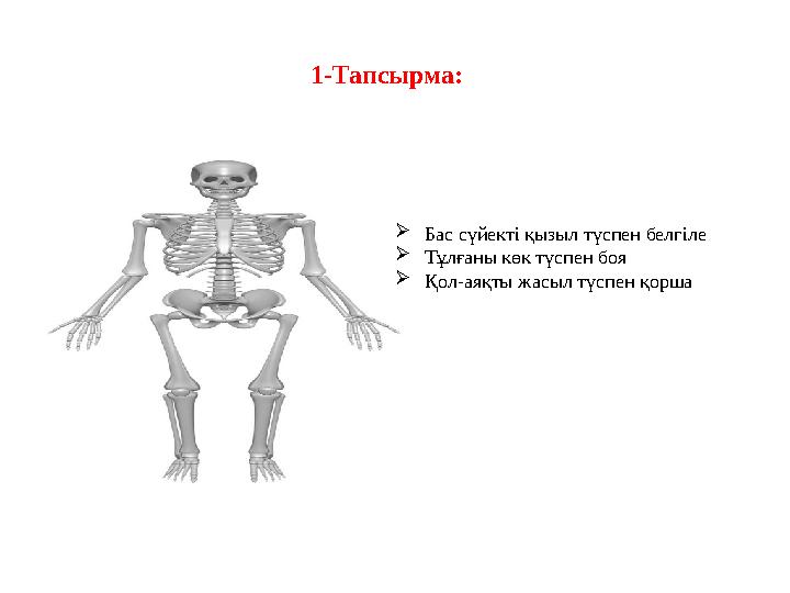 1-Тапсырма: Бас сүйекті қызыл түспен белгіле Тұлғаны көк түспен боя Қол-аяқты жасыл түспен қорша