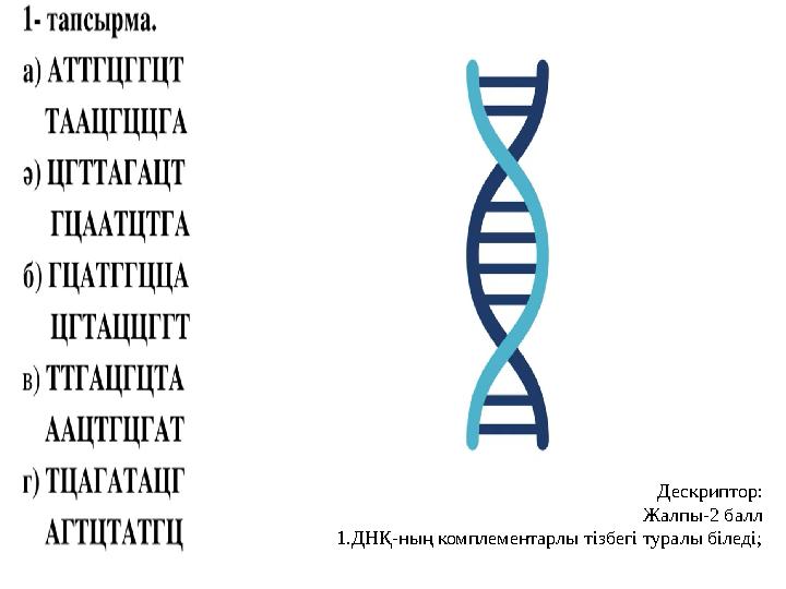 Дескриптор: Жалпы-2 балл 1.ДНҚ-ның комплементарлы тізбегі туралы біледі;