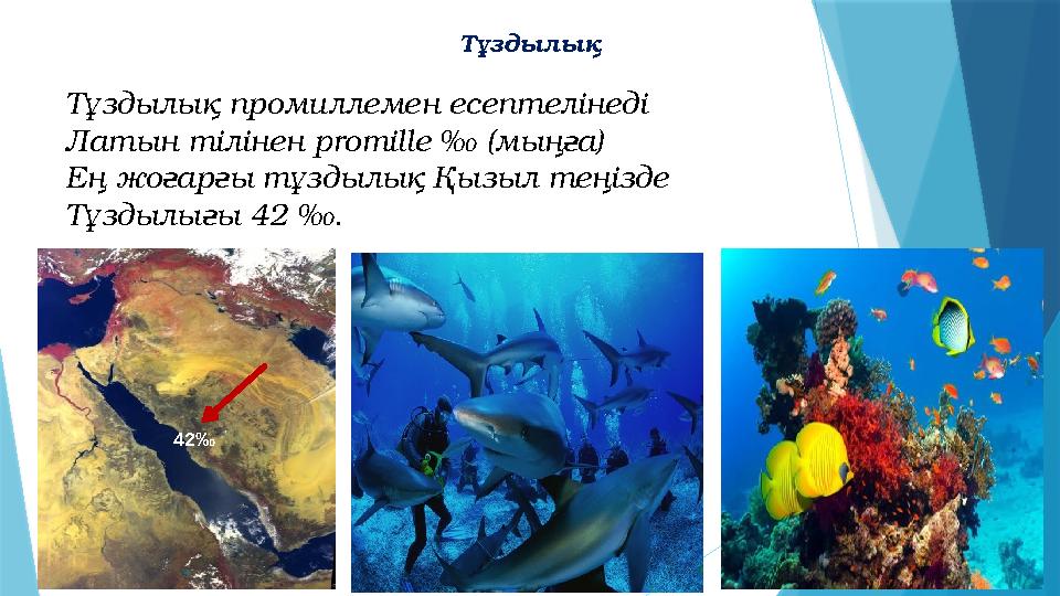 Тұздылық Тұздылық промиллемен есептелінеді Латын тілінен promille ‰ (мыңға) Ең жоғарғы тұздылық Қызыл теңізде Тұздылығы 42 ‰. 42