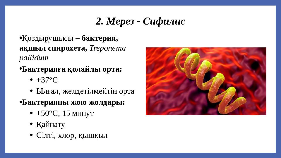 2. Мерез - Сифилис •Қоздырушысы – бактерия, ақшыл спирохета, Treponema pallidum •Бактерияға қолайлы орта: •+37°С •Ылғал, желде