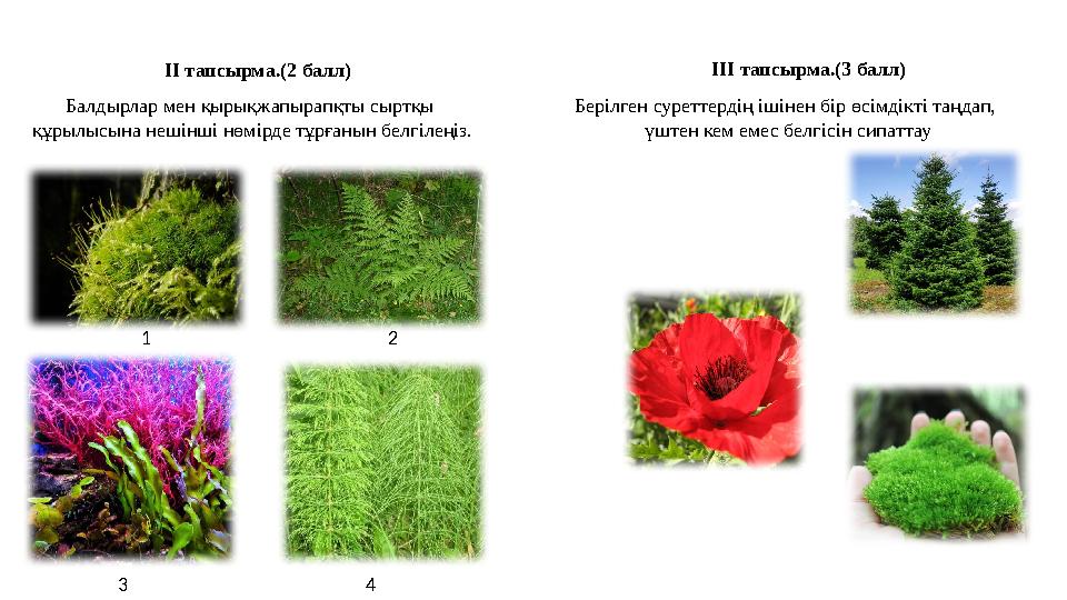 ІІ тапсырма.(2 балл) ІІІ тапсырма.(3 балл) Балдырлар мен қырықжапырапқты сыртқы құрылысына нешінші нөмірде тұрғанын белгілеңіз.